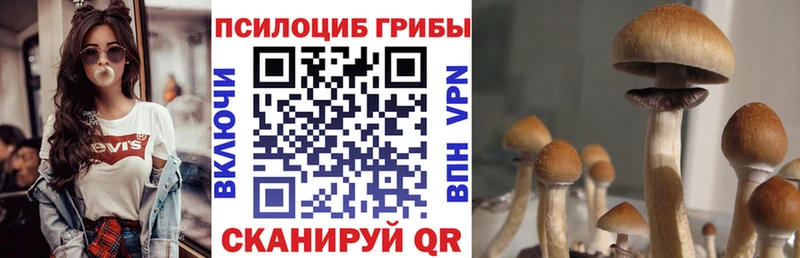 Купить  Братск  Псилоцибиновые грибы Cubensis 